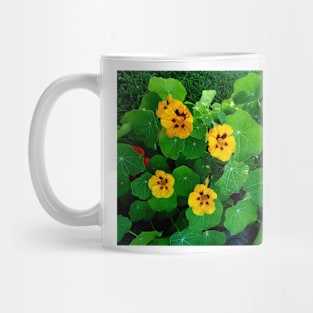 Yellow and orange nasturtiums Mug